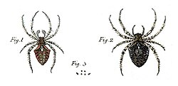 Erkak va ayol (1758-yilgi asl tavsifdan olingan)