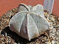 var. koahuilense
