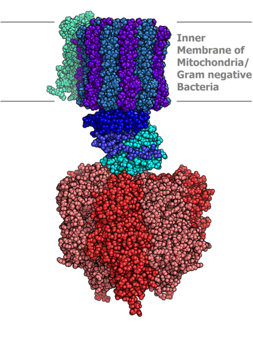 Fayl:Atp synthase.PNG