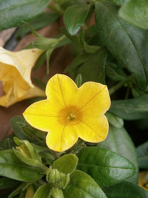 Fayl:Calibrachoa yellow 02.JPG