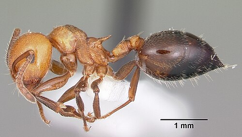 Crematogaster laeviuscula