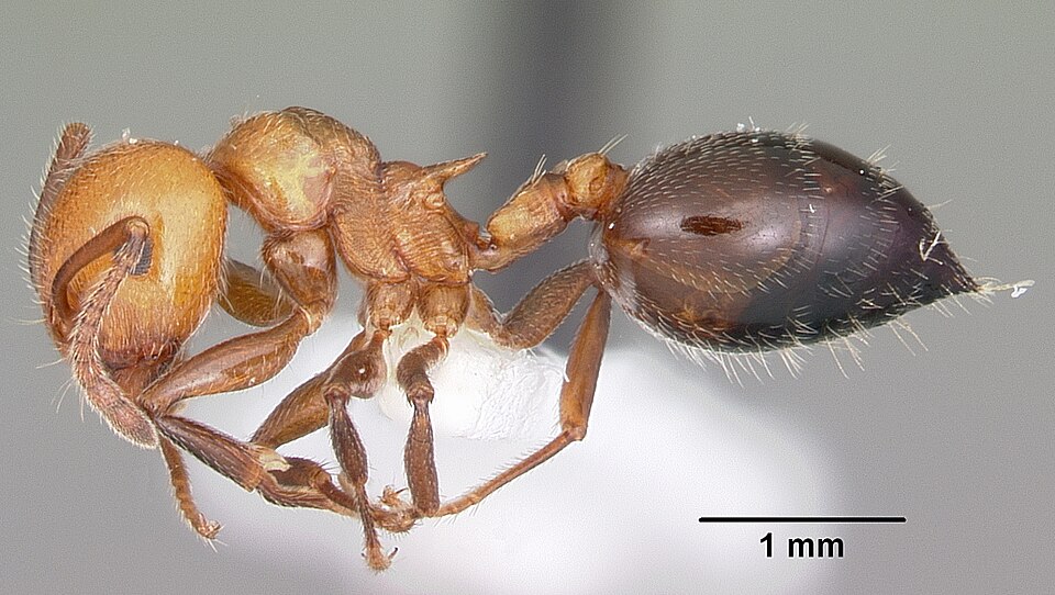 Fayl:Crematogaster laeviuscula casent0104828 profile 1.jpg