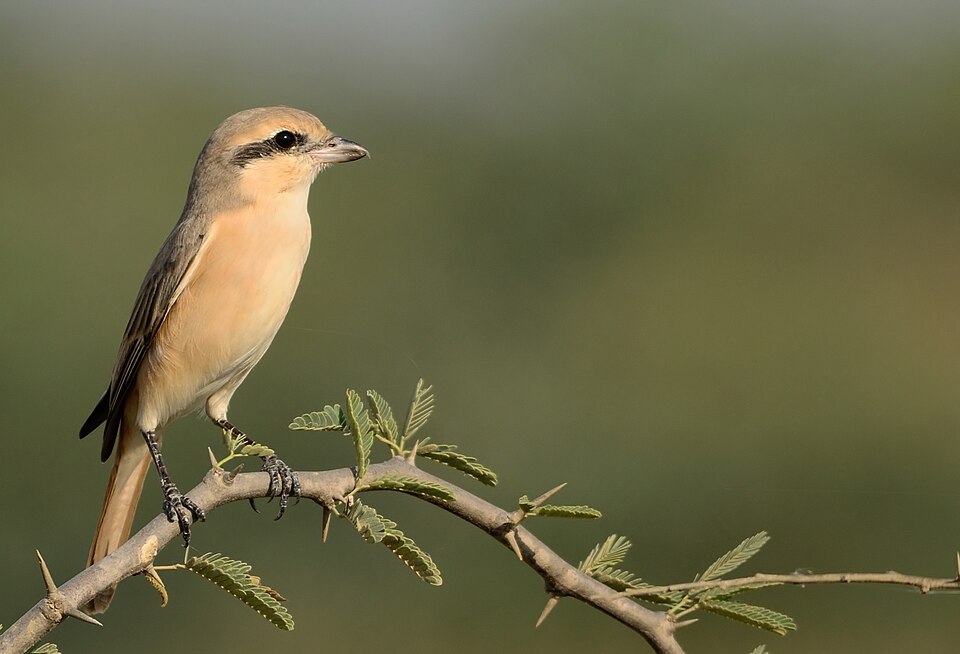 Fayl:Lanius isabellinus GRK.jpg