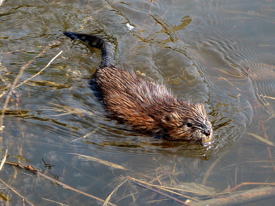 Fayl:Muskrat swimming Ottawa.jpg