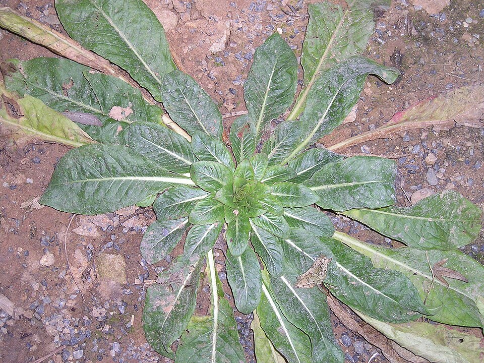 Fayl:Oenothera biennis Rosette.JPG