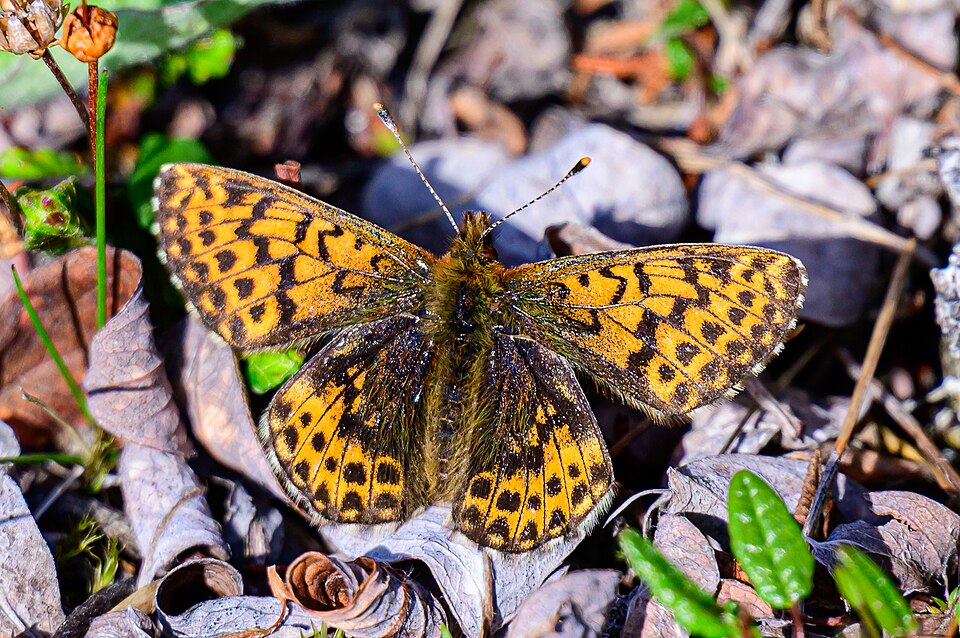Fayl:Polaris fritillary (Boloria polaris).jpg