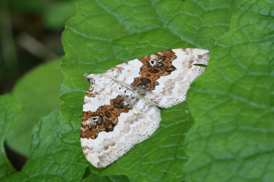 Fayl:Xanthorhoe montanata-03 (xndr).jpg