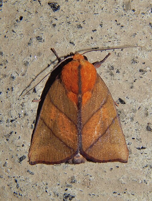 Fayl:Xenochroa biviata moth.jpg