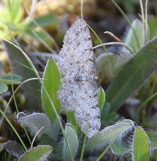 Aethalura intertexta