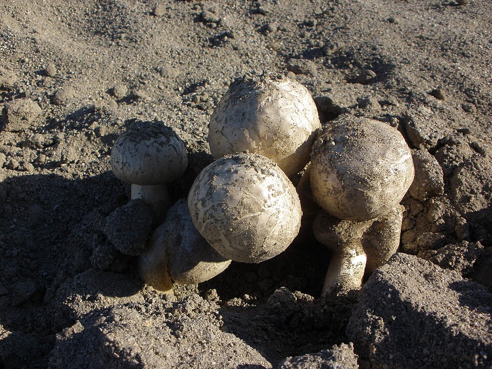 Fayl:Agaricus deserticola 65794.jpg