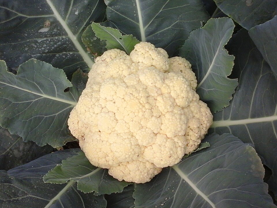 Fayl:Cauliflower 2 bd-c.jpg