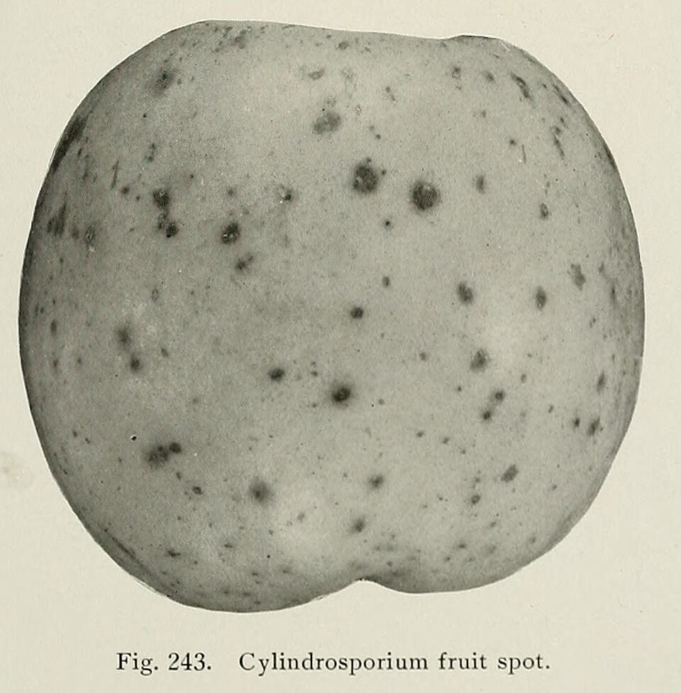 Fayl:Cylindrosporium fruit spot.jpg