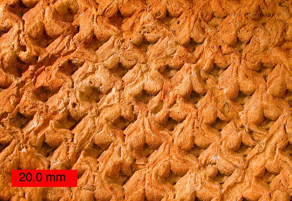 Fayl:LepidodendronOhio.jpg