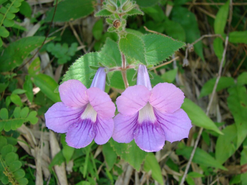 Fayl:Mandirola multiflora.jpg