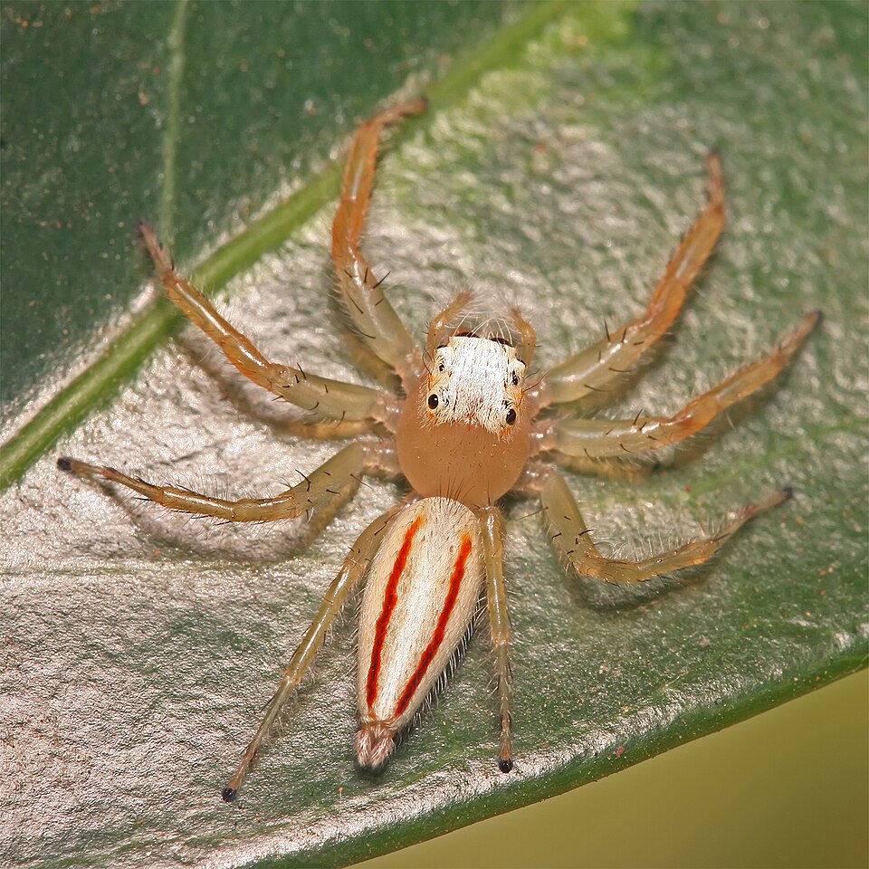Fayl:Telamonia dimidiata female.jpg