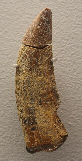 Fayl:Timurlengia tooth NMNH.jpg
