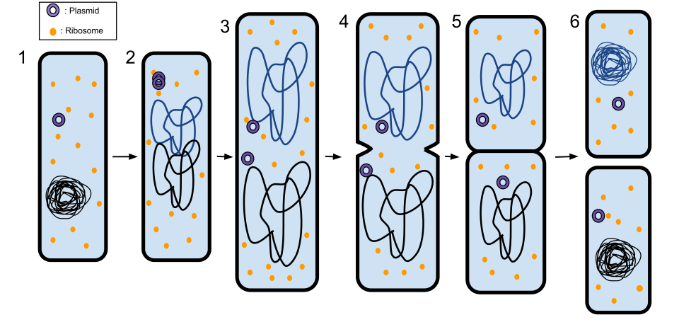 Fayl:Binary Fission 2.svg