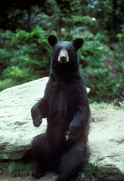 Fayl:Black bear large.jpg