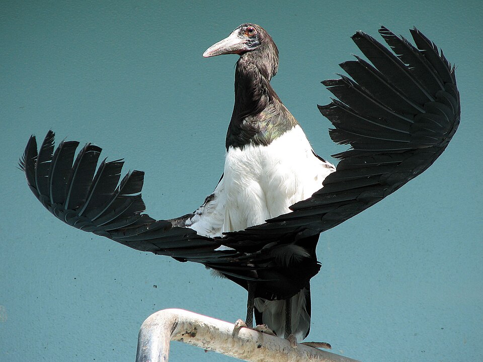 Fayl:Ciconia abdimii.jpg