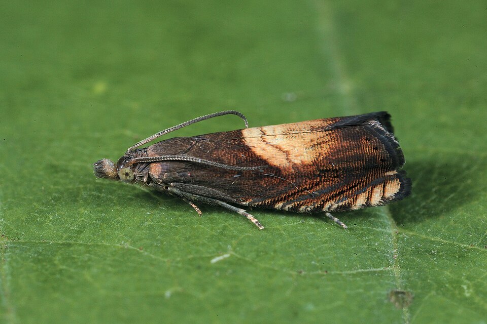 Fayl:Dichrorampha heegerana.jpg