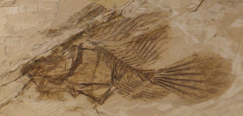 Fayl:Histionotophorus bossani.JPG