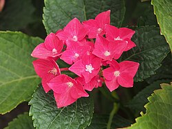 Hydrangea macrophylla 'Hot Red'