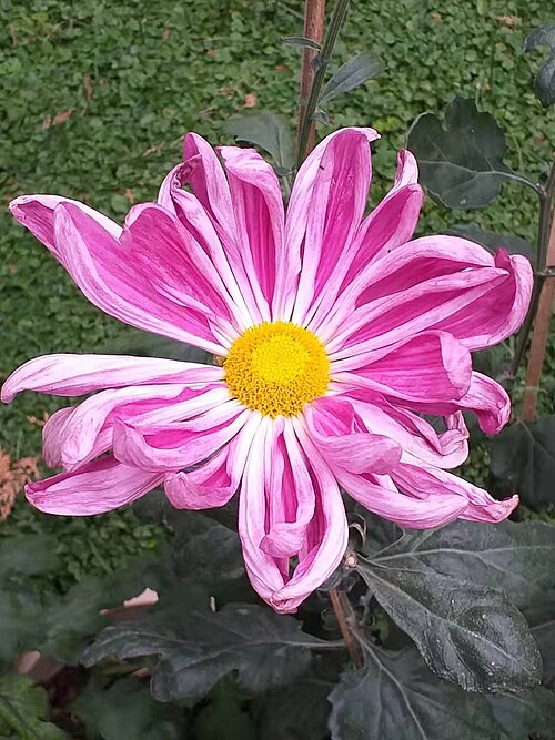 Fayl:菊花 20190925192310 03.jpg