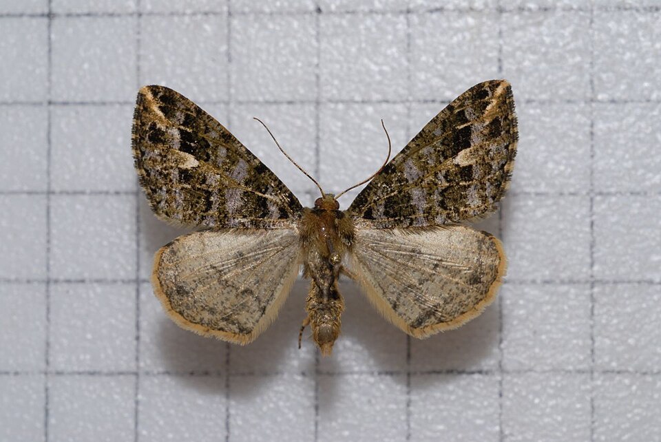Fayl:Arichanna pryeraria.jpg