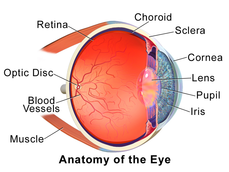 Fayl:Blausen 0388 EyeAnatomy 01.png