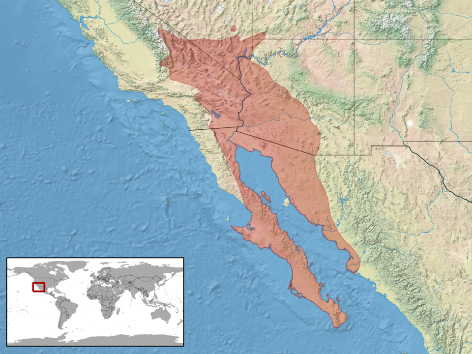 Fayl:Dipsosaurus dorsalis distribution.png
