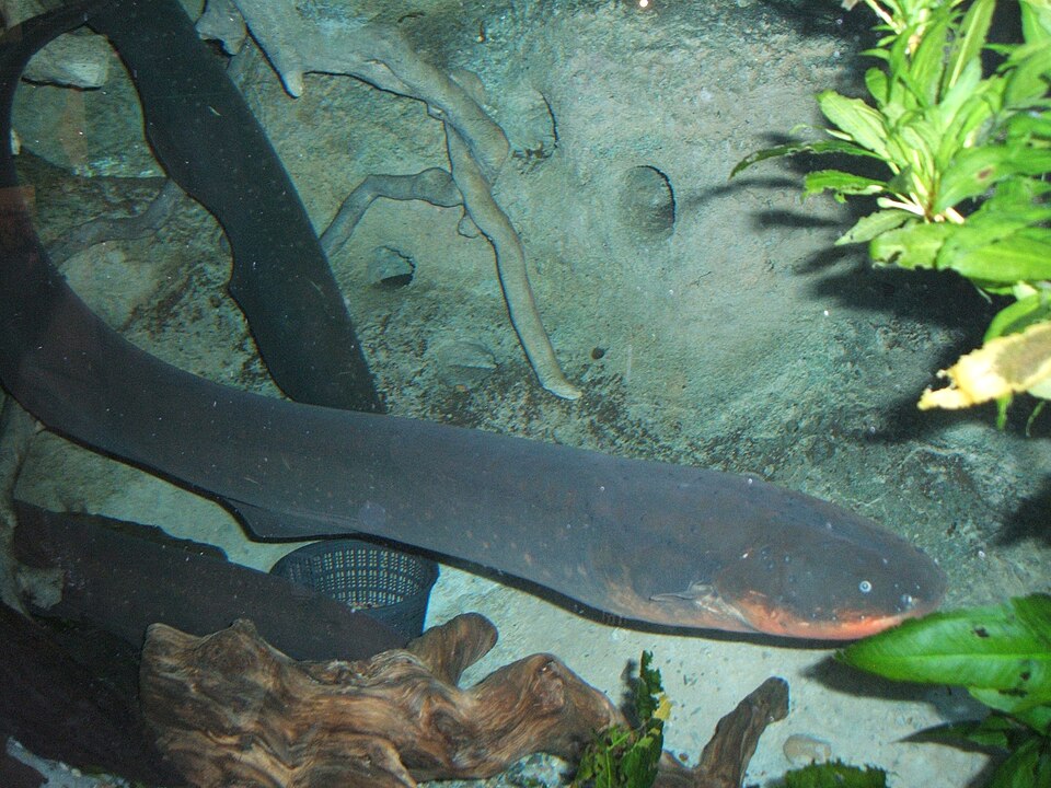 Fayl:Electric-eel2.jpg