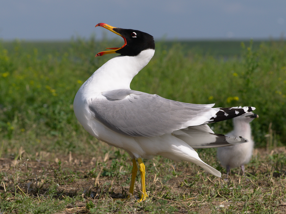 Fayl:Larus ichtyaetus 1.png
