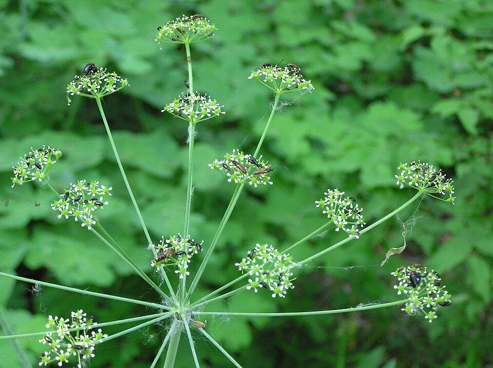 Fayl:Laser trilobium flowers 2.jpg