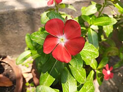 Qizil Catharanthus roseus