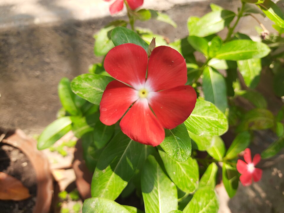 Fayl:Madagascar periwinkle bdl0.jpg