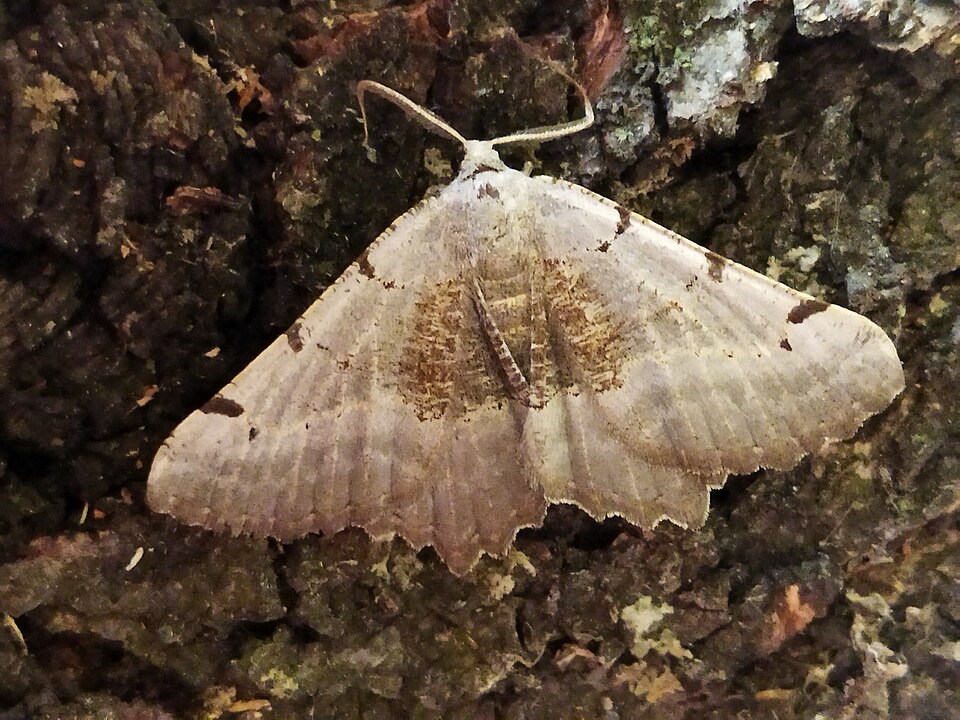 Fayl:Neognopharmia stevenaria.jpg