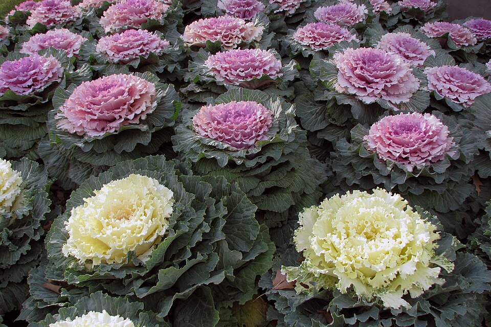 Fayl:Ornamental Kale.jpg