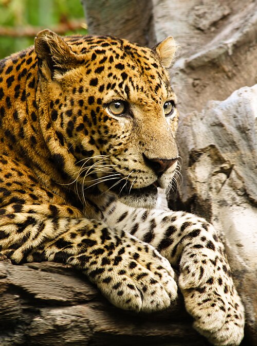 Fayl:Panthera pardus close up.jpg
