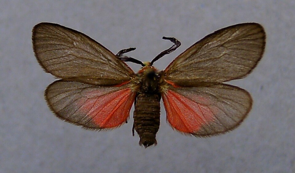 Fayl:Aglaope infausta.jpg