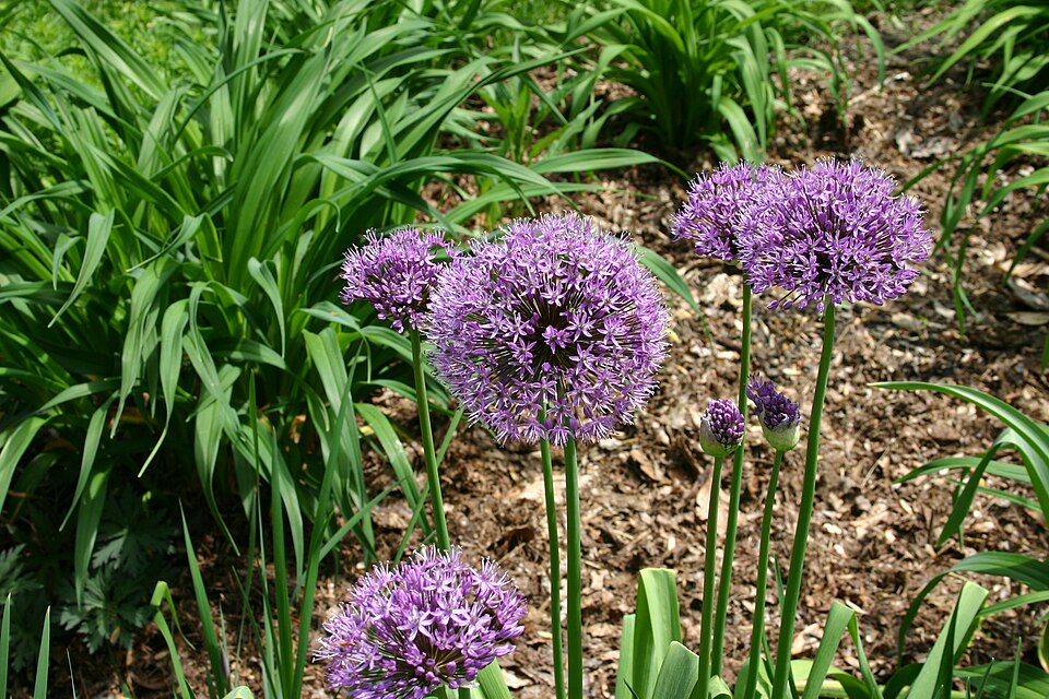 Fayl:Allium aflatunense 5801.JPG