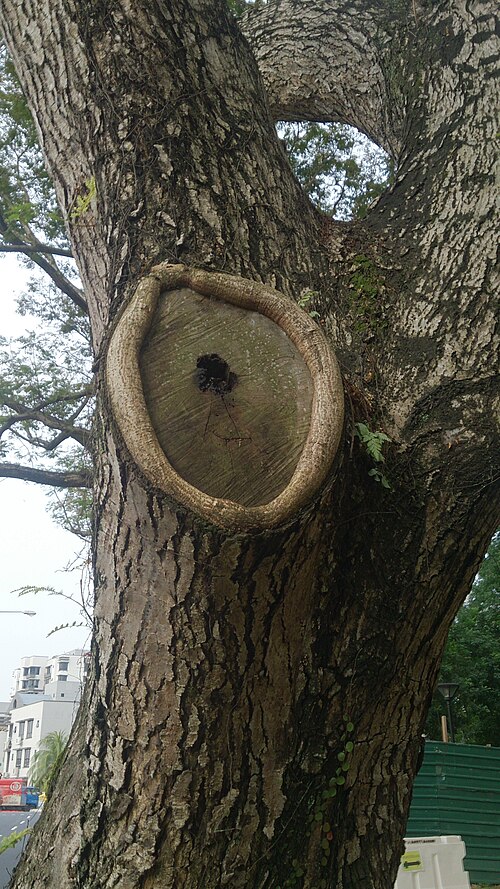 Fayl:Branch collar.jpg