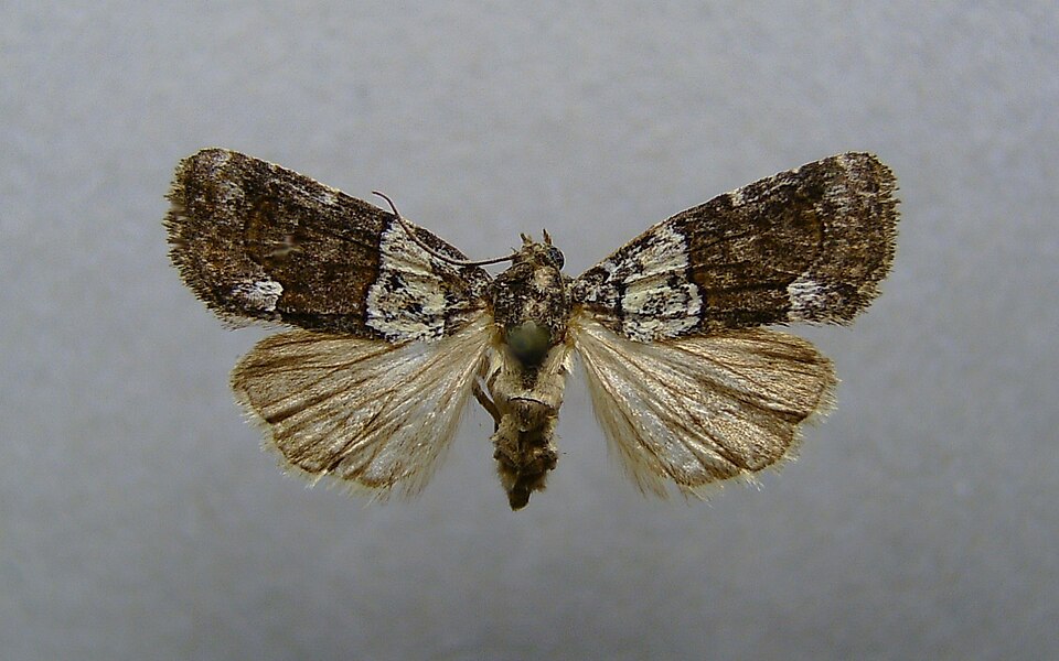 Fayl:Bryophila ereptricula.jpg