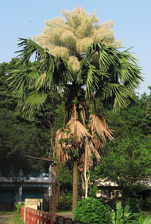 Fayl:Corypha umbraculifera-flowering.JPG