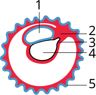 Fayl:Gray25.svg