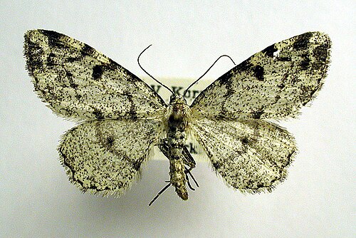 Alcis jubata