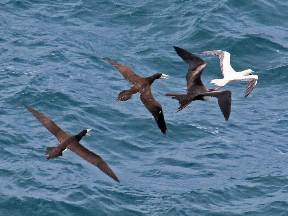 Fayl:BrownBooby GreatFrigate RedFootedBooby4b.jpg