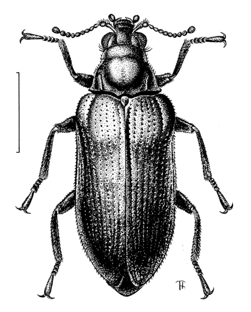 Fayl:COLE Elmidae Hydora picea.png