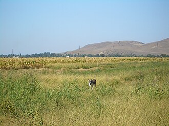 Milyafan qishlogʻi dalasi