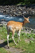 Dogʻli kiyik, Xokkaydo, Yaponiya