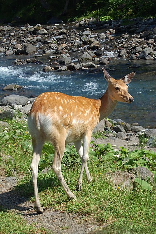 Fayl:Hokkaido Sika Deer.jpg